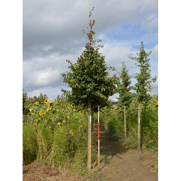 Papegojbuske - Parrotia persica - Stammens omkrets 18-20 cm, höjd 4 +/- meter, HS,